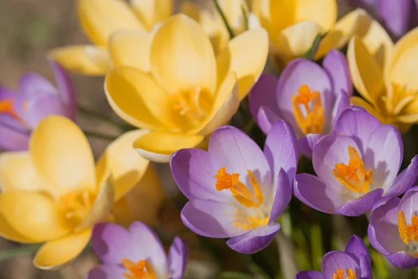 As flores de croco roxo e amarelo — Fotografia de Stock