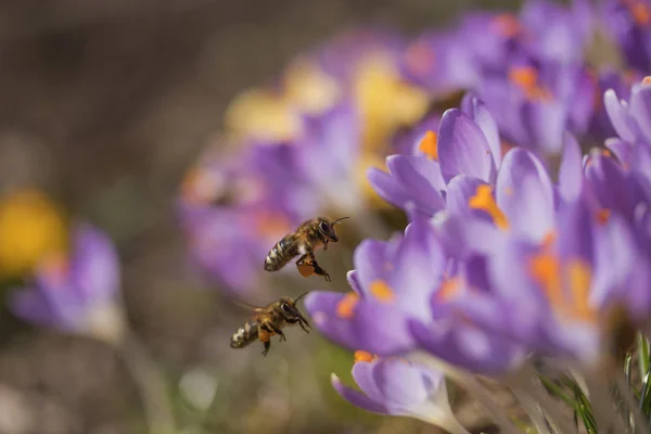 Çiğdem çiçek Menekşe arılara çifti — Stok fotoğraf