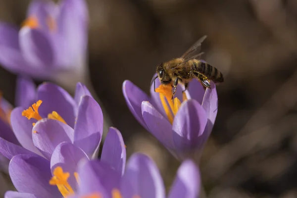 Çiğdem çiçek için bal arısı closeup görünümü — Stok fotoğraf