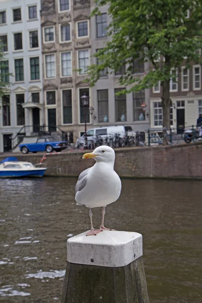 Möwe in Amsterdam — Stockfoto