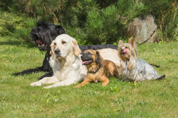The group of dogs is lying on the lawn — Stock Photo, Image