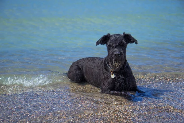 Grande nero schnauzer cane in il mare . — Foto Stock