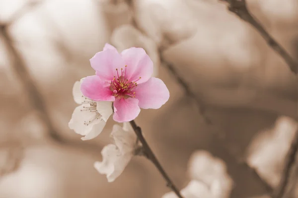 One color nectarine flower blooming — Stock Photo, Image