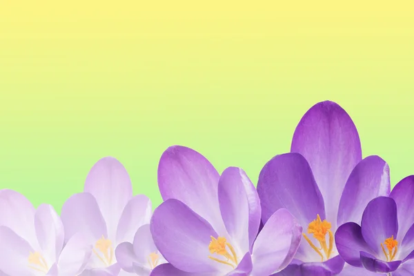 De paarse crocus bloemen op de lente-achtergrond — Stockfoto