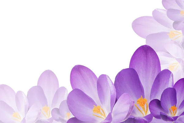 Фиолетовые крокус цветы на белом фоне — стоковое фото
