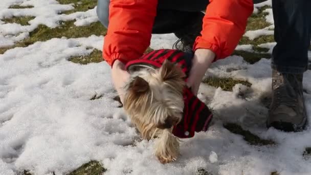Yorkshire terrier dressing om aan te passen. — Stockvideo