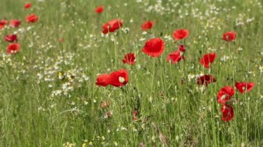 Kırmızı poppies çayır