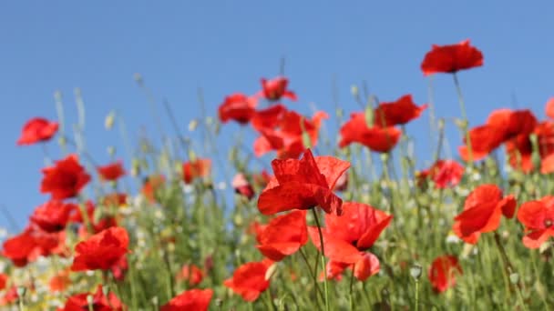 Red poppies with blůue sky in the background — Stock Video