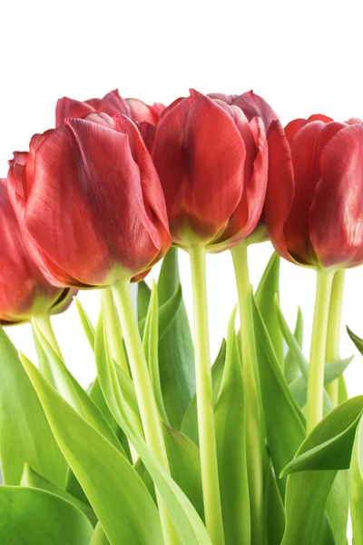 Bouquet of red tulips with green leaves isolated — Stock Photo, Image