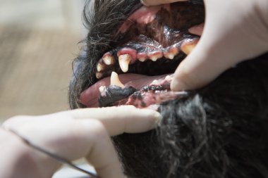 Veteriner köpeği açık ağzında dişeti iltihabı gösteriyor