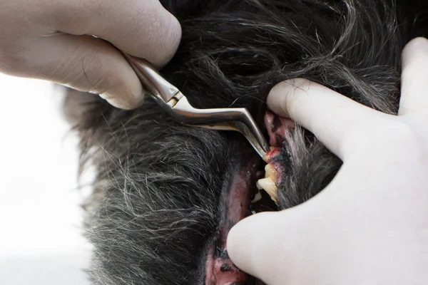 Veterinary treatment of dog teeth — Stock Photo, Image