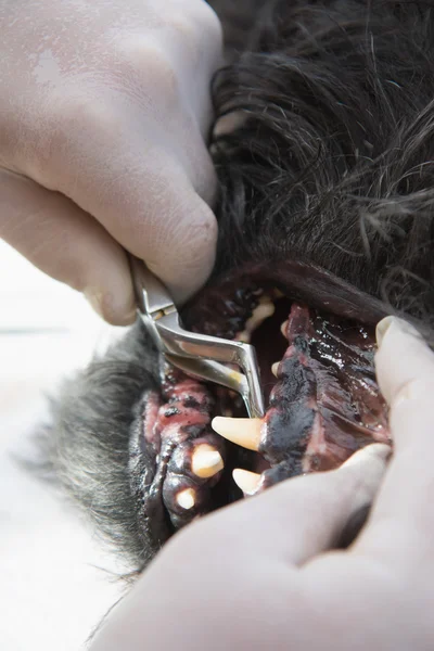 Veterinary cleaning of dog teeth under anesthesia — Stock Photo, Image