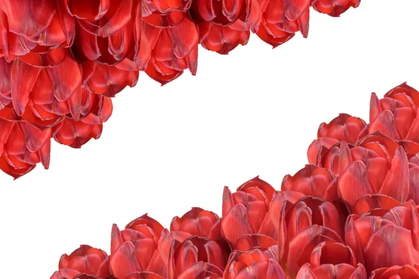 Rode tulpen geïsoleerd. Horizontaal. — Stockfoto