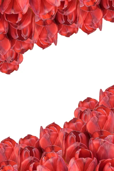 Rode tulpen geïsoleerd. Verticaal. — Stockfoto