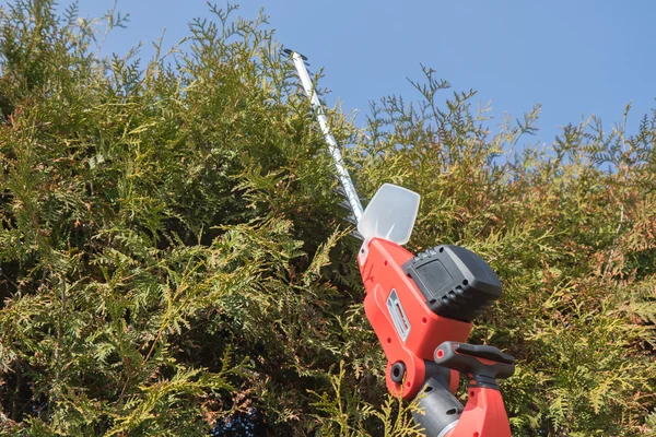 Cutting Thuja by electric fence scissors. — Stock Photo, Image