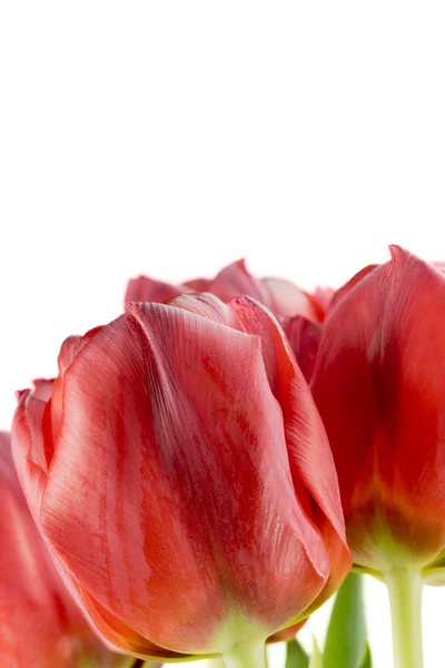 Closeup kytice červené tulipány — Stock fotografie