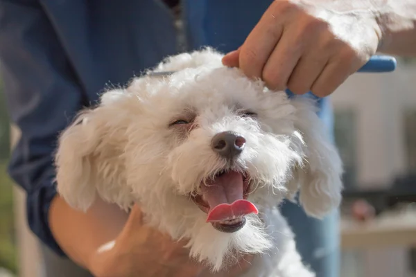 Bolognese dog is combing by female groomer — Stock Photo, Image