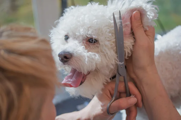 Bolognese dog. Pfleger schneidet die Haare an den Ohren. — Stockfoto