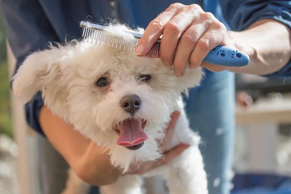 Boloñés perro está en el salón de perros — Foto de Stock