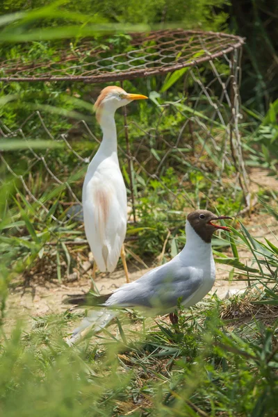 Black-headed Gull and Cattle Egret outdoors — Stock Photo, Image