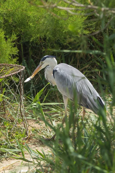 கிரே ஹெரோன் (Ardea cinerea) ஒரு மீனை சாப்பிடுகிறார் — ஸ்டாக் புகைப்படம்