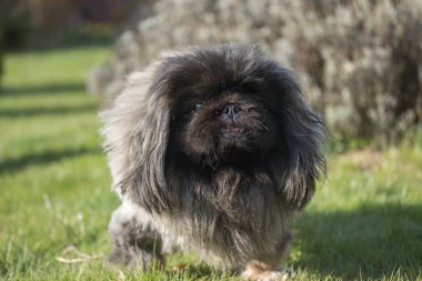 Pekingese köpek portre