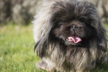 Fino köpeği closeup