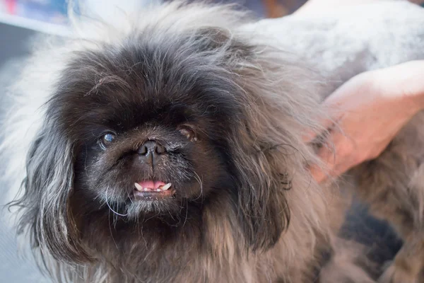 Aseo del perro pekinés — Foto de Stock