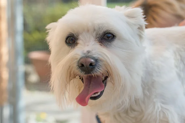 Maltese dog portrait. Horizontally. — Stock Photo, Image