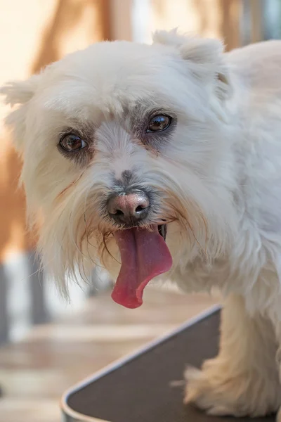 Maltese dog portrait — Stock Photo, Image