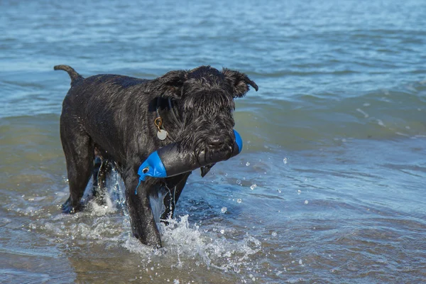 Velký černý knírač pes v moři s hračkou — Stock fotografie