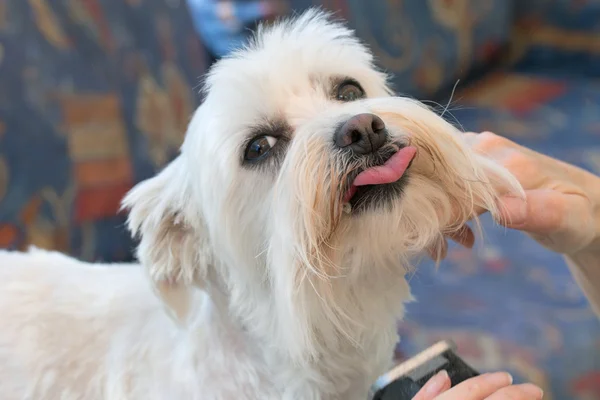 Maltês cão garganta grooming — Fotografia de Stock