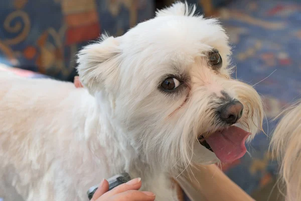 Malteser Hund blickt während der Pflege in die Kamera — Stockfoto