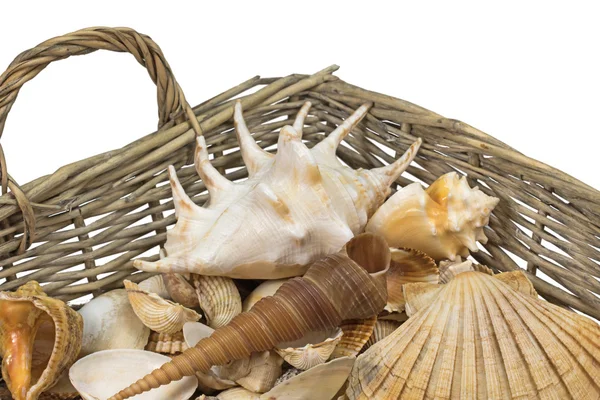 Seashells in a wicker baket isolated. Horizontally. — Stock Photo, Image
