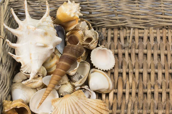 Seashells in the wicker baket — Stock Photo, Image