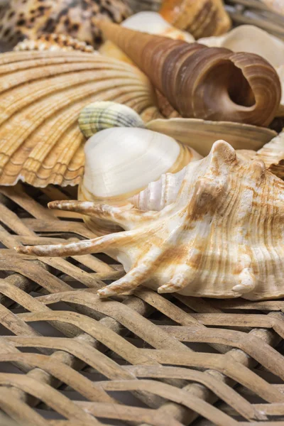Closeup view of seashells in the used wicker basket. Vertically. — Stock Photo, Image