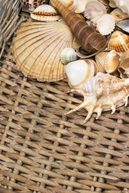 Deniz kabuklarını eski hasır sepet içinde hava görünümünü. Dikey olarak.