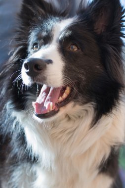 Sınır çoban köpeği portresi