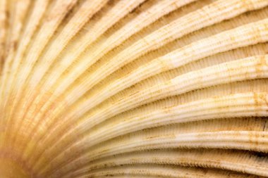 Tarak seashell kabuklu closeup arka plan
