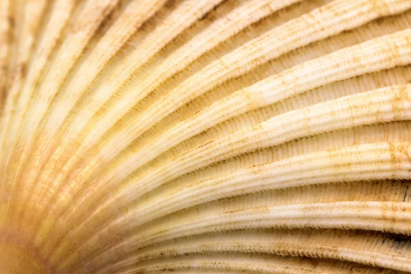 Scallop seashell conch closeup background — Stock Photo, Image