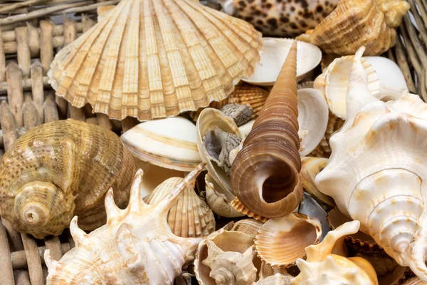Seashells lying  in retro wicker baket — Stock Photo, Image