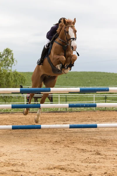 Cavaliere nascosto dietro la testa di un cavallo in salto in alto — Foto Stock