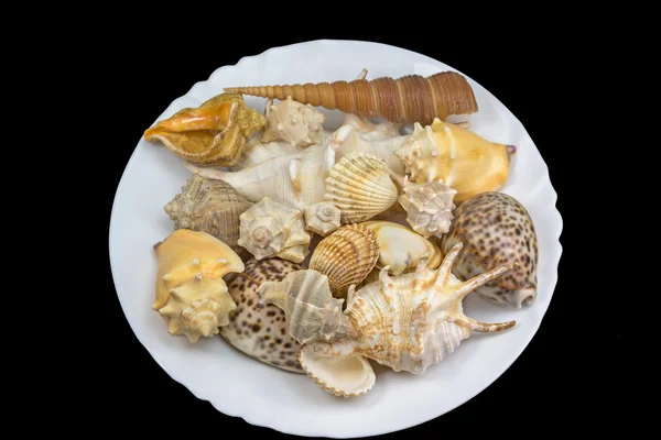 Seashells lying in the white plate. Isolated. — Stock Photo, Image