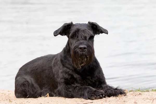 Büyük siyah Schnauzer köpek portresi — Stok fotoğraf