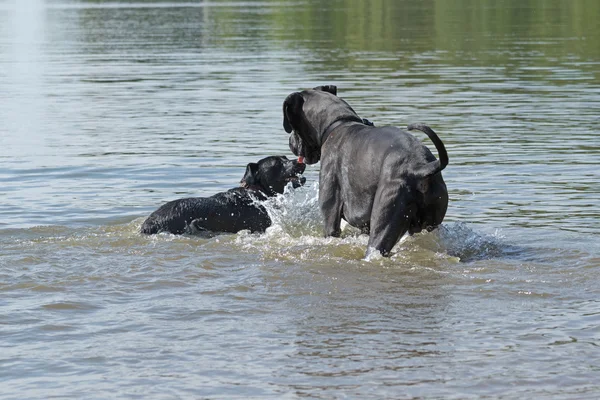 Zwarte honden zijn spelen in het water — Stockfoto