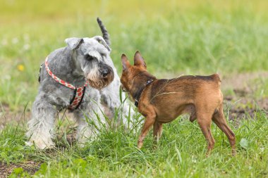 Kahverengi cüce pinsche ve küçük Schnauzer 