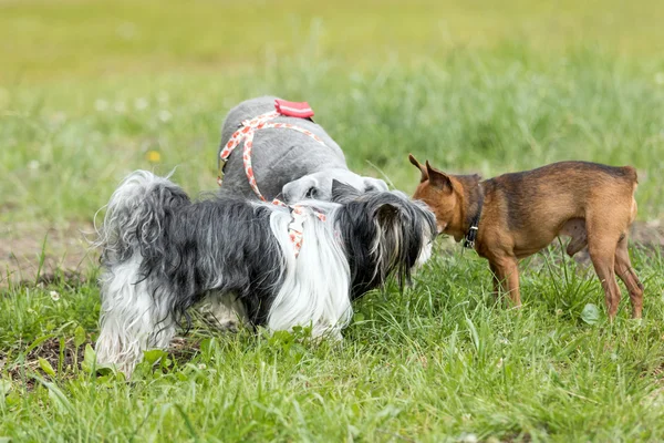 Dog meeting outdoors — Stock Photo, Image