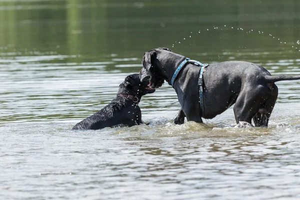 Zwarte grote honden zijn spelen in het water — Stockfoto