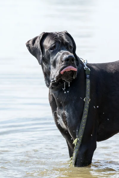 Dog niemiecki pies stoi w wodzie — Zdjęcie stockowe