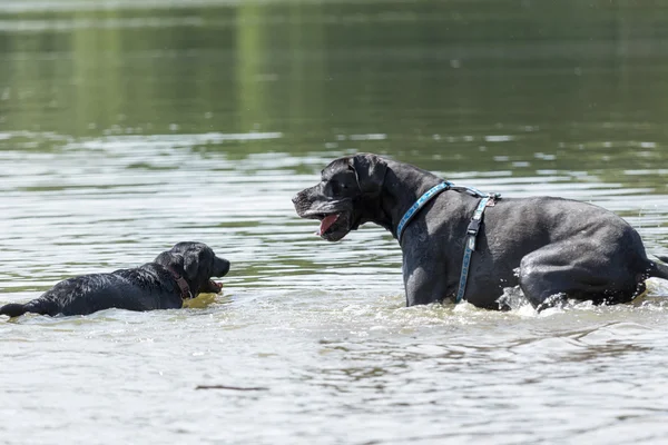 Cani neri stanno giocando in acqua — Foto Stock